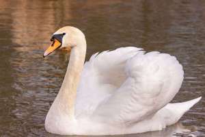 Schwan auf dem Rhein