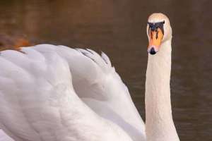 Schwan auf dem Rhein