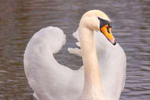 Schwan auf dem Rhein
