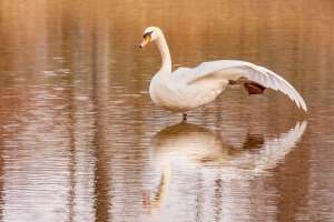 Schwan bei der Morgengymnastik