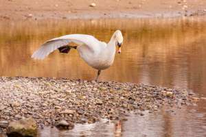 Schwan bei der Morgengymnastik