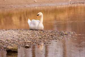 Schwan am Rhein