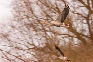Wildgänse fliegen über den Rhein