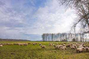 Schafe in der Ortenau