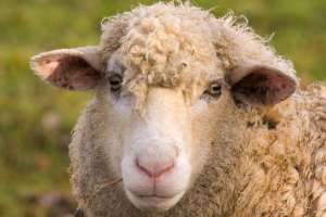 Schafe mit viel Wolle