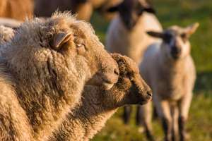 Profil eines Schafes