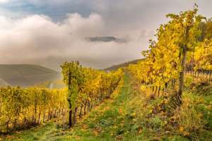 Reben im Herbst bei Durbach