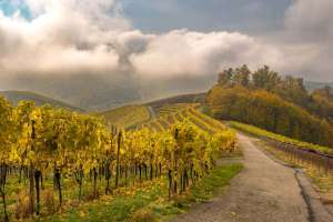 Reben im Herbst bei Durbach
