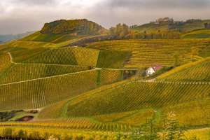 Reben Tal im Herbst bei Durbach