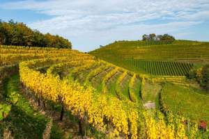 Reben im Herbst bei Durbach