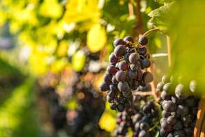 Trauben im Herbst bei Durbach