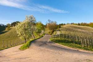 Strasse Schloss Staufenberg Durbach
