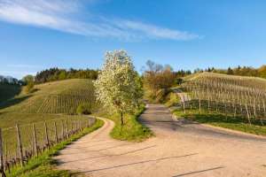 Strasse Schloss Staufenberg Durbach
