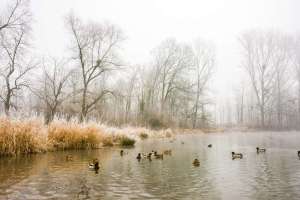 Eisige Rheinufer in Kehl mit Enten