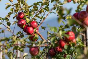 Reife Äpfel in Oberkirch